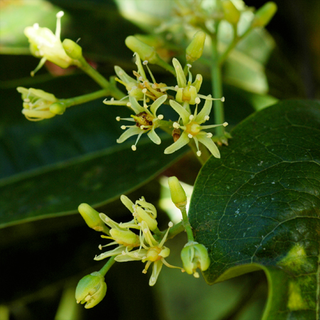 กะอวม Acronychia pedunculata (L.) Miq.<br/>RUTACEAE